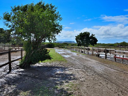 Landschap struisvogelboerderij in Curaçao