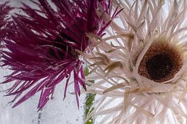 Feathered gerbera in ice 20.2 by Marc Heiligenstein