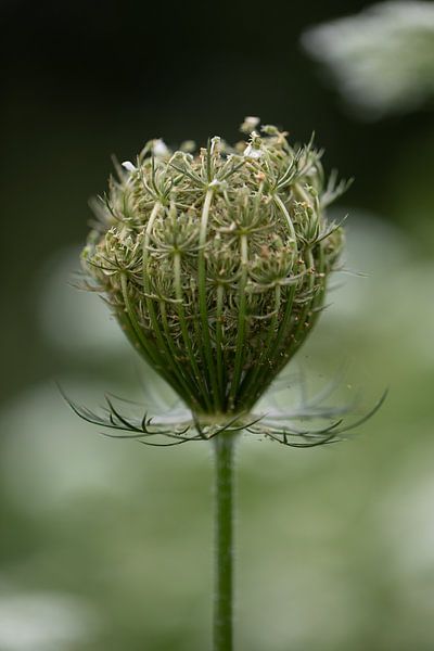 Wild carrot bulb (Daucus Carota) by KB Design & Photography (Karen Brouwer)