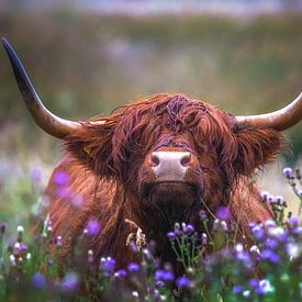 Highlander écossais avec des chardons sur Andre Brasse Photography
