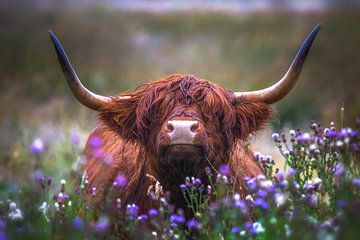Scottish highlander with thistles by Andre Brasse Photography