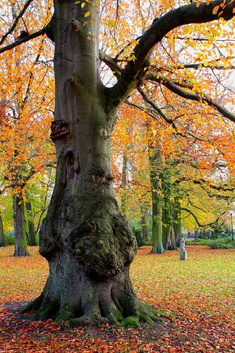 Der knorrige Baum