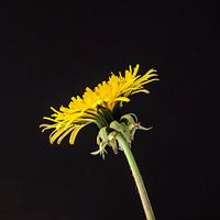 Gele paardenbloem 