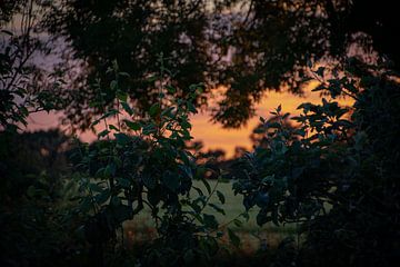 Coucher de soleil à travers les feuilles