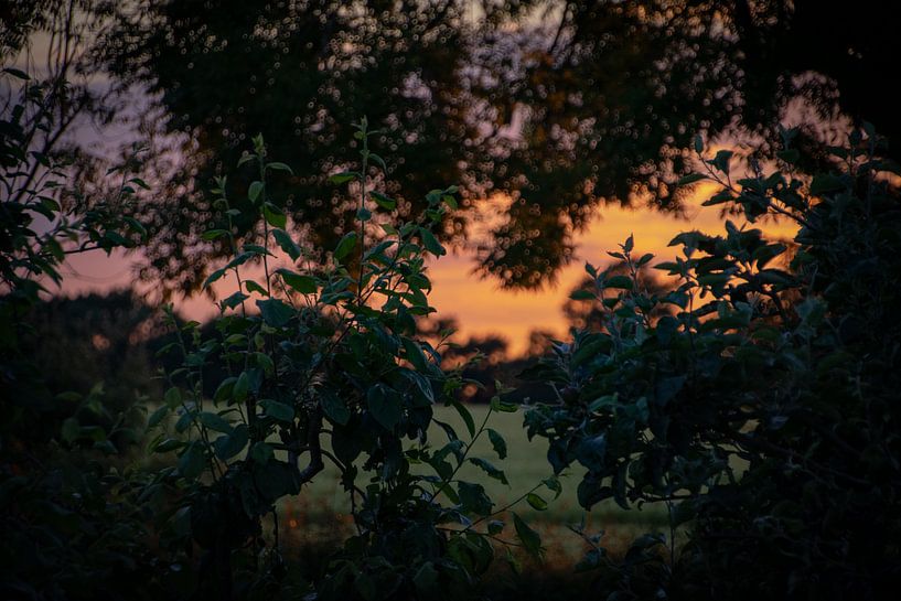 Sunset through the leaves by FotoGraaG Hanneke