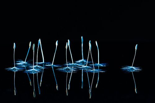 Ballerina's dansen ingetogen onder het licht van de volle maan