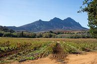 Weinberg bei Stellenbosch, Südafrika.  von Ron Poot Miniaturansicht