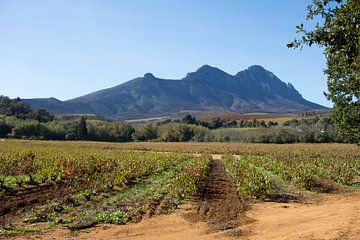 Vignoble à Stellenbosch, Afrique du Sud. 