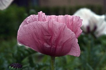 roze klaproos in de regen. mooie klaproos op een regenachtige dag