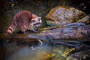 Waschbär