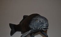 carp