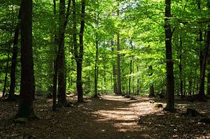 Zonlicht in het bos van Corinne Welp