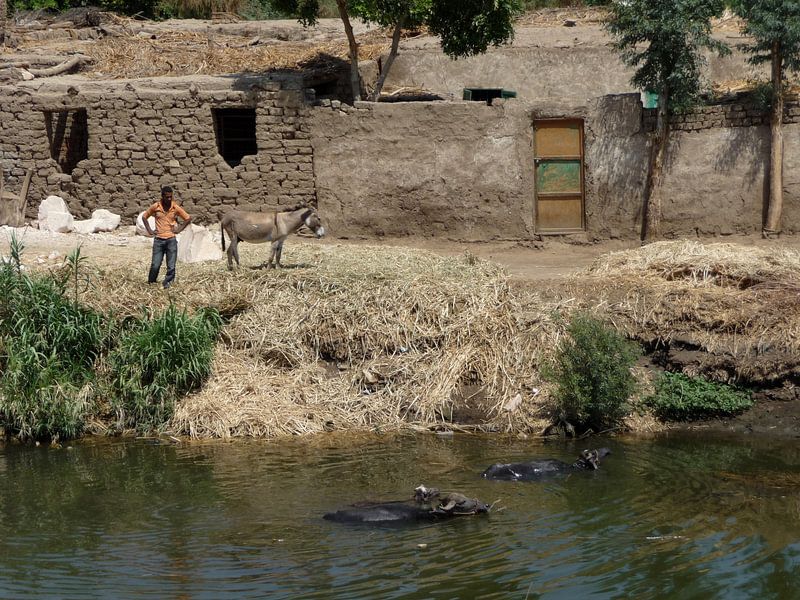 'Waterbuffels', Luxor- Egypte by Martine Joanne