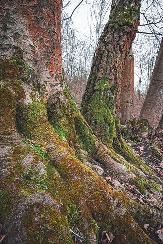 Roots of deciduous tree covered with moss