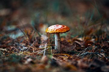 Champignon dans les Fagnes sur Paul Poot