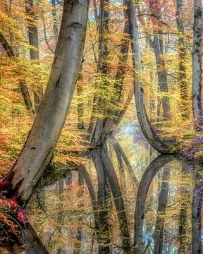 Traumhafte Reflektionen von Lars van de Goor