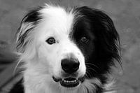 Lief