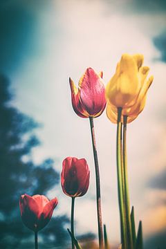 Een vleugje emotie - sfeervolle, kleurrijke bloemenzee van tulpen in het Grugapark Essen van Jakob Baranowski - Photography - Video - Photoshop