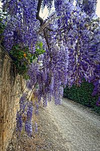 Abondance florale