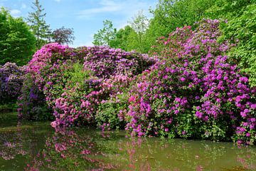 Prachtige rododendron in het park van Gisela Scheffbuch