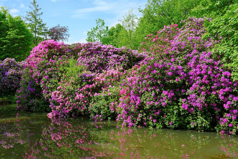 Marvellous Rhododendron in the Park by Gisela Scheffbuch