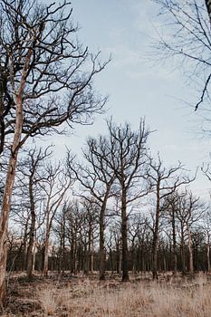 Duister bos | Arnheim, Niederlande (Holland)