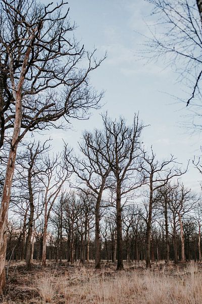 Duister bos | Arnheim, Niederlande (Holland) von Trix Leeflang