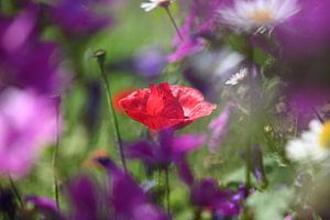 Mohnblume im Blumenfeld von Kurt Krause