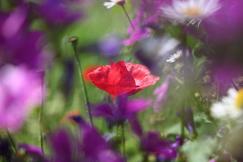 Le coquelicot dans un champ de fleurs par Kurt Krause