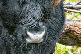 Scottish Highlander by Truckpowerr