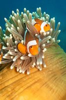 nemo
