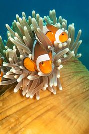 nemo by Dray van Beeck