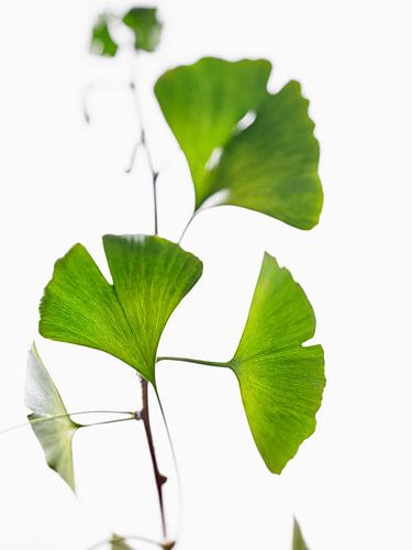 ginkgo bladeren