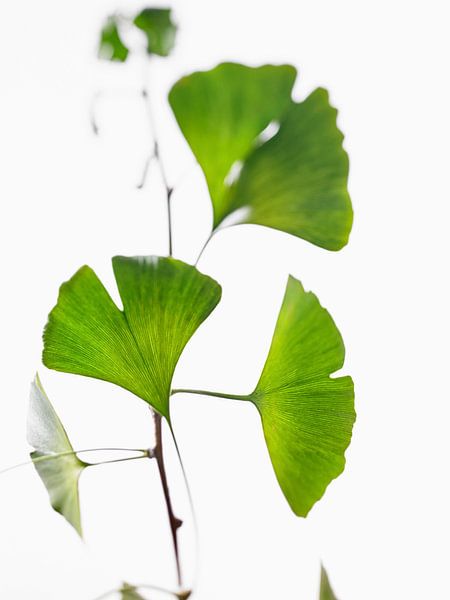 ginkgo bladeren van BeeldigBeeld Food & Lifestyle