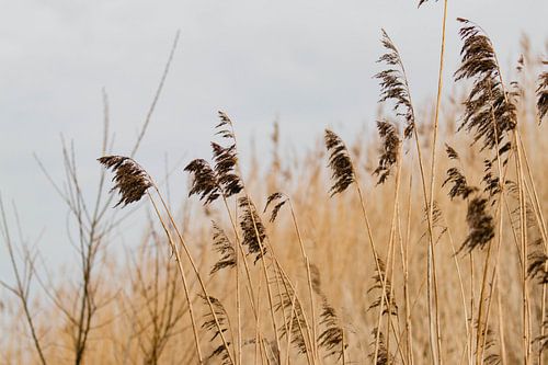Duingrassen in het Westduinpark in Scheveningen