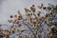 Blossom and Air