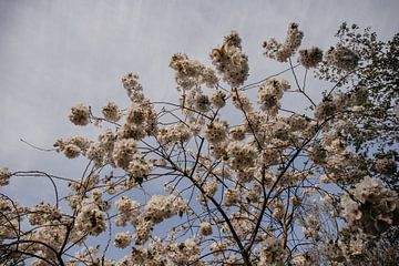 Blüte und Luft von Chantal Osnabrugge