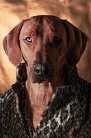 Chien Haute Couture