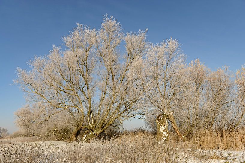 IJssel-Delta Winterlandschaft mit Schnee und Nebel von Sjoerd van der Wal Fotografie