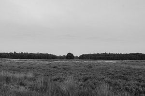 Landschap BW