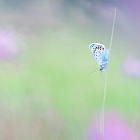 blauer Schmetterling in lila und grün von Bianca Blonk