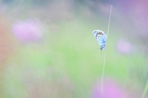 blauwe vlinder in het paars en groen