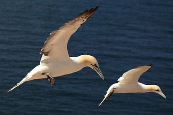 Together in Flight