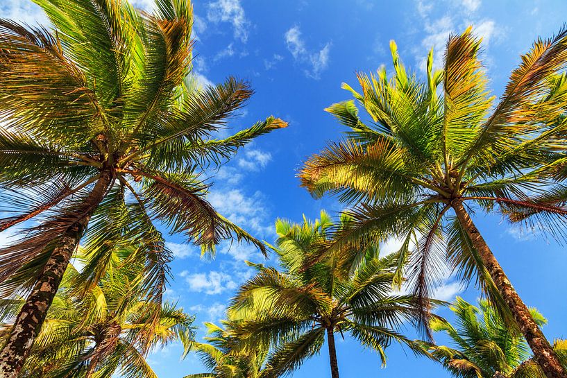 Zomerse palmen Madagaskar  by Dennis van de Water