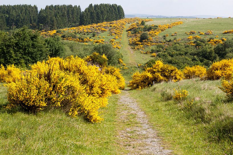 Bezembloesem in het Nationaal Park Eifel. van Gottfried Carls