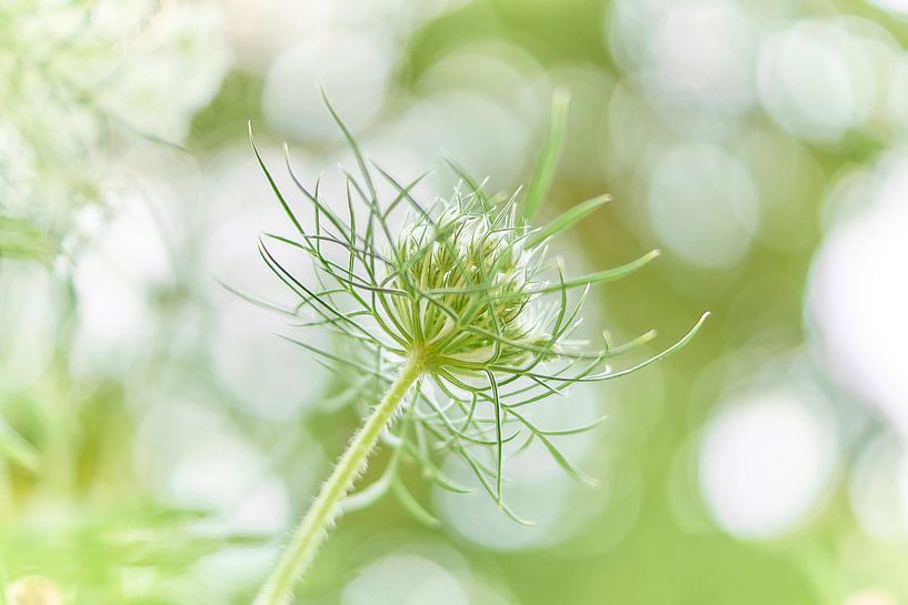 Wilde Karotte mit weichem, verträumtem Bokeh-Hintergrund von Ad Jekel