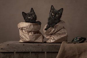 Katzen im Sack