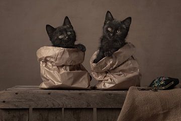 Les chats dans le sac sur Elles Rijsdijk