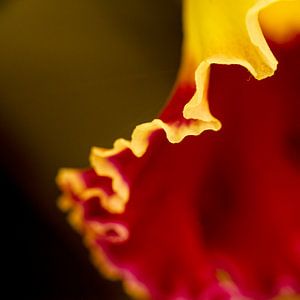 Gesträubt. Orchidee.