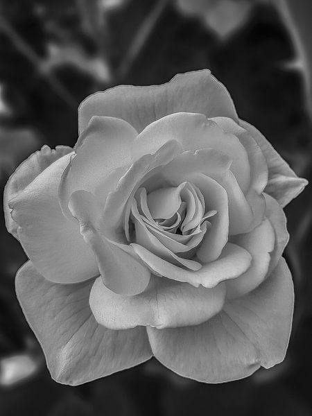 B/W Rose, Vianen, The Netherlands van Maarten Kost